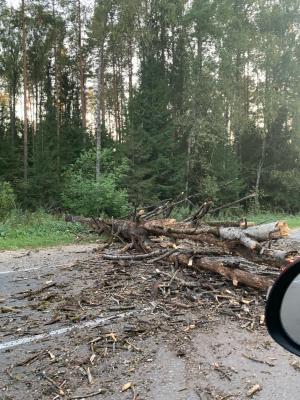 В Касимовском районе на трассу упало дерево